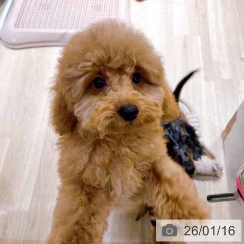 大阪府のトイプードル(トイ) (ペットプラス イオン大日店/2025年10月14日生まれ/男の子/レッドフォーン)の子犬の3枚目の画像