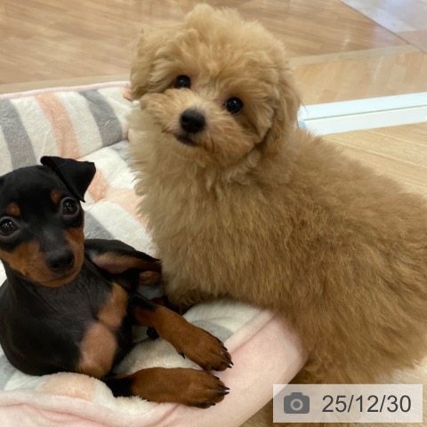 大阪府のトイプードル(トイ) (ペットプラス 大阪ドームシティ店/2025年10月16日生まれ/男の子/オレンジフォーン)の子犬の4枚目の画像