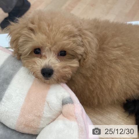 大阪府のトイプードル(トイ) (ペットプラス 大阪ドームシティ店/2025年10月16日生まれ/男の子/オレンジフォーン)の子犬の3枚目の画像