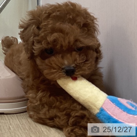 トイ・プードルの写真