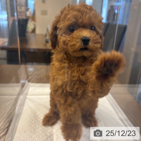 京都府のトイプードル(トイ) (ペットプラス イオンモールKYOTO店/2025年10月22日生まれ/女の子/レッドフォーン)の子犬の4枚目の画像