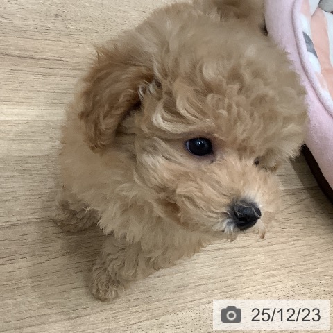 大阪府のトイプードル(トイ) (ペットプラス 鶴見店/2025年10月21日生まれ/男の子/ペールフォーン)の子犬の4枚目の画像