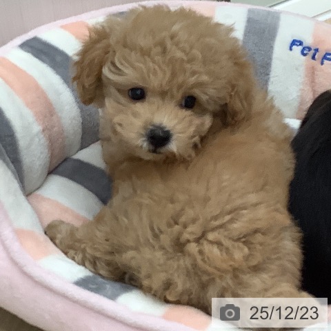 大阪府のトイプードル(トイ) (ペットプラス 鶴見店/2025年10月21日生まれ/男の子/ペールフォーン)の子犬の3枚目の画像