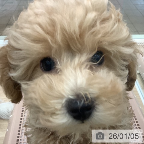 大阪府のトイプードル(トイ) (ペットプラス 鶴見店/2025年10月21日生まれ/男の子/ペールフォーン)の子犬の3枚目の画像