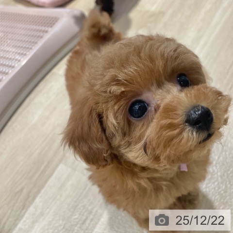 大阪府のトイプードル(トイ) (ペットプラス イオン大日店/2025年10月21日生まれ/女の子/オレンジフォーン)の子犬の4枚目の画像