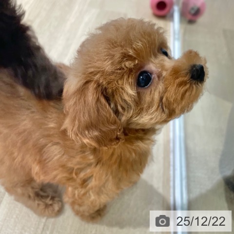 大阪府のトイプードル(トイ) (ペットプラス イオン大日店/2025年10月21日生まれ/女の子/オレンジフォーン)の子犬の3枚目の画像