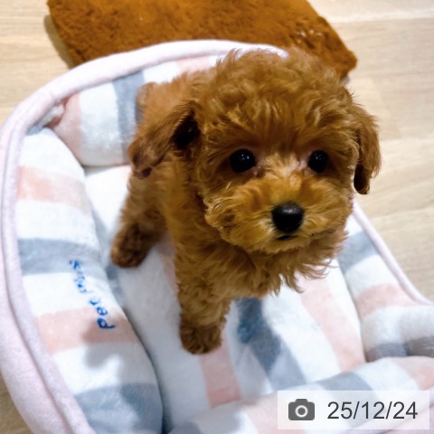 トイ・プードルの写真