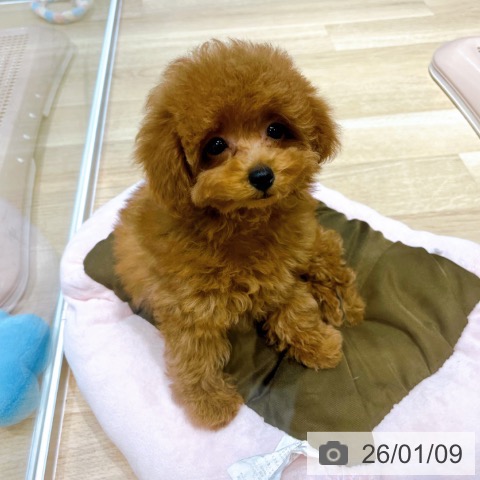 大阪府のトイプードル(トイ) (ペットプラス イオン大日店/2025年10月21日生まれ/女の子/オレンジフォーン)の子犬の3枚目の画像