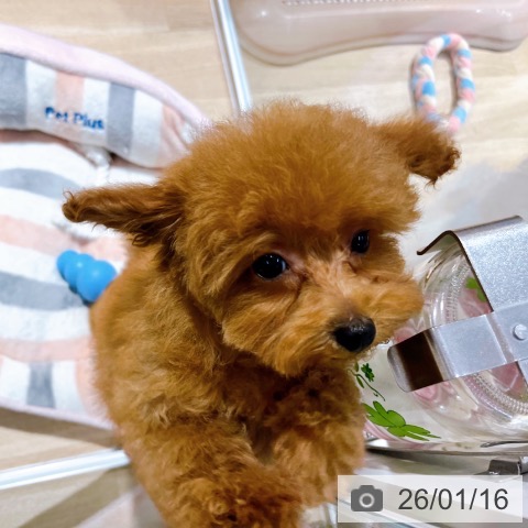 大阪府のトイプードル(トイ) (ペットプラス イオン大日店/2025年10月21日生まれ/女の子/オレンジフォーン)の子犬の3枚目の画像