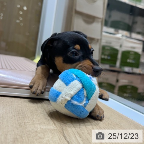 ミニチュア・ピンシャーの写真