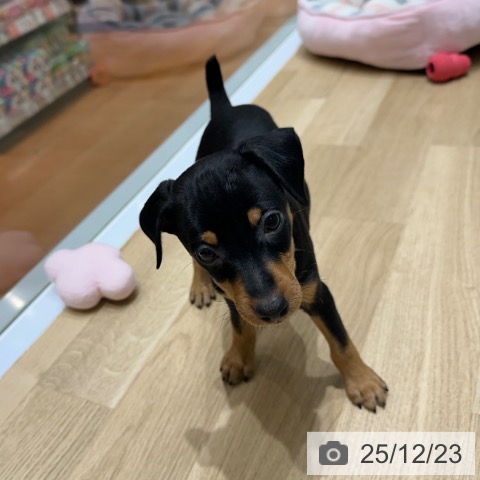 ミニチュア・ピンシャーの写真