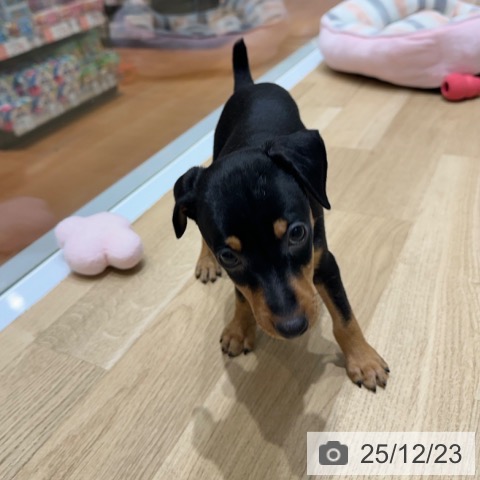 ミニチュア・ピンシャーの写真