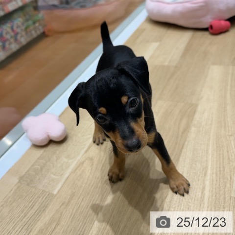 ミニチュア・ピンシャーの写真