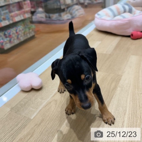 ミニチュア・ピンシャーの写真