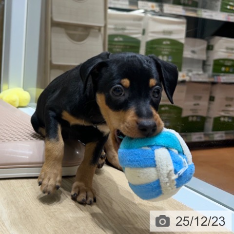 ミニチュア・ピンシャーの写真