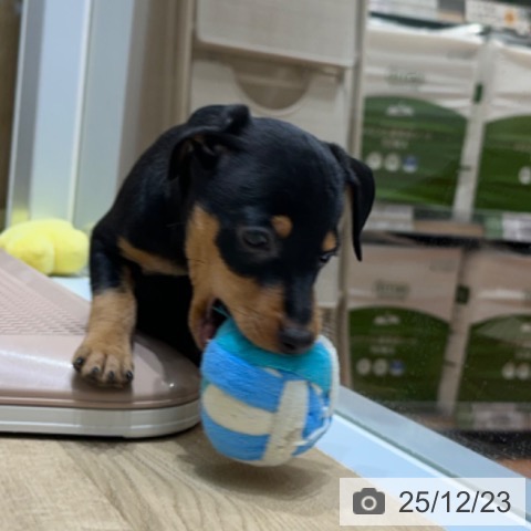 ミニチュア・ピンシャーの写真