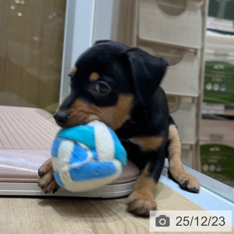 ミニチュア・ピンシャーの写真