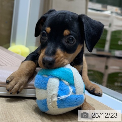 ミニチュア・ピンシャーの写真