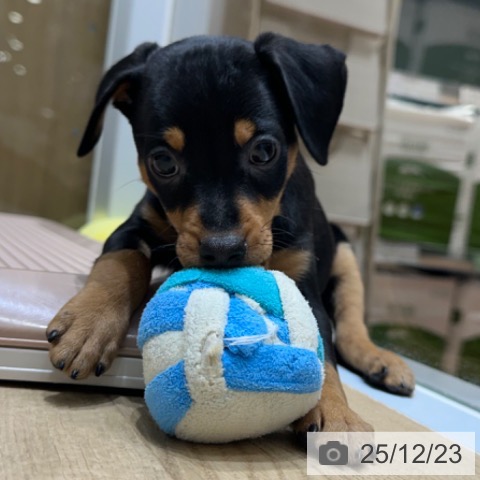 ミニチュア・ピンシャーの写真