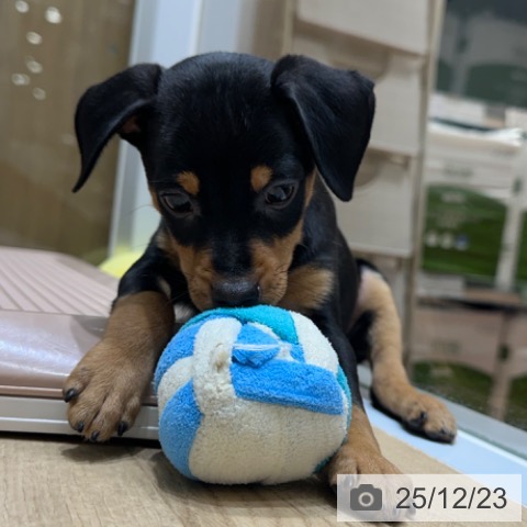 ミニチュア・ピンシャーの写真