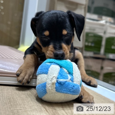 ミニチュア・ピンシャーの写真