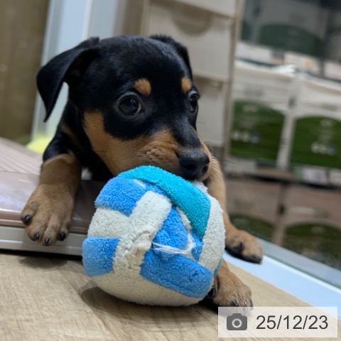 ミニチュア・ピンシャーの写真