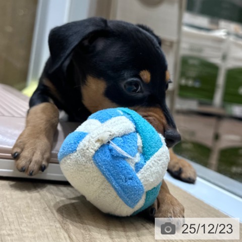 ミニチュア・ピンシャーの写真