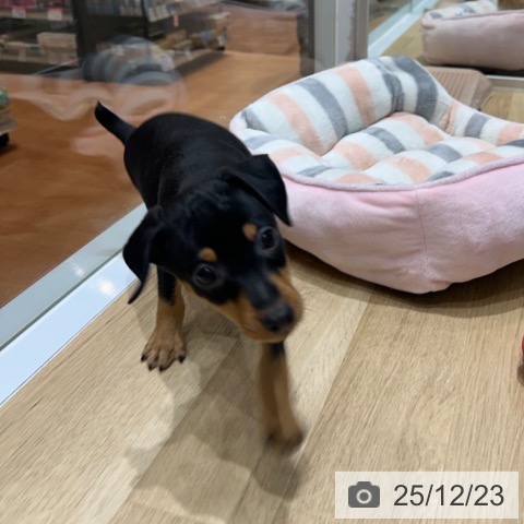 ミニチュア・ピンシャーの写真