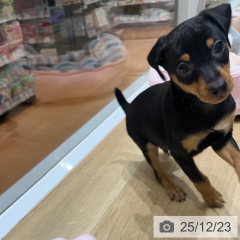 ミニチュア・ピンシャーの写真