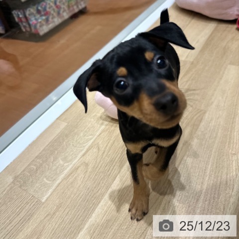 ミニチュア・ピンシャーの写真