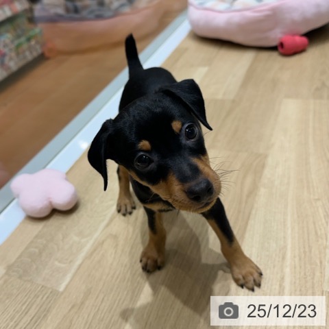大阪府のミニチュアピンシャー (ペットプラス 四條畷店/2025年10月21日生まれ/男の子/ブラックタン)の子犬の4枚目の画像
