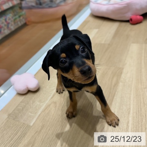 大阪府のミニチュアピンシャー (ペットプラス 四條畷店/2025年10月21日生まれ/男の子/ブラックタン)の子犬の3枚目の画像