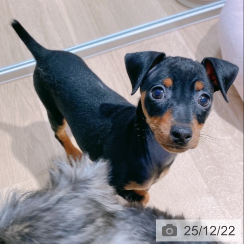 大阪府のミニチュアピンシャー (ペットプラス イオン大日店/2025年10月21日生まれ/女の子/ブラックタン)の子犬の4枚目の画像