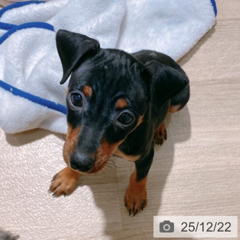 大阪府のミニチュアピンシャー (ペットプラス イオン大日店/2025年10月21日生まれ/女の子/ブラックタン)の子犬の3枚目の画像