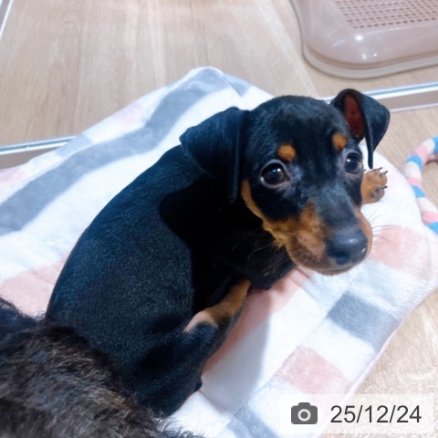 大阪府のミニチュアピンシャー (ペットプラス イオン大日店/2025年10月21日生まれ/女の子/ブラックタン)の子犬の4枚目の画像