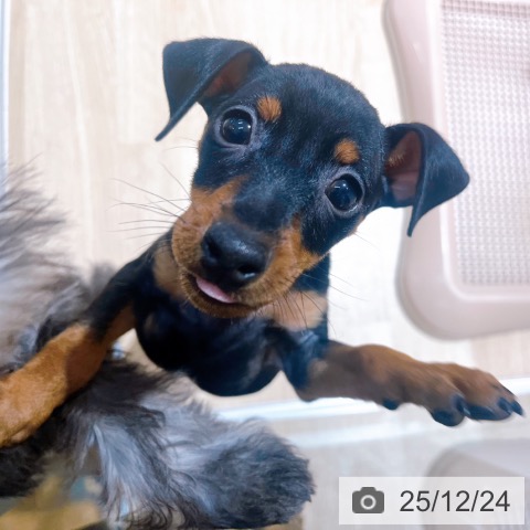 大阪府のミニチュアピンシャー (ペットプラス イオン大日店/2025年10月21日生まれ/女の子/ブラックタン)の子犬の3枚目の画像