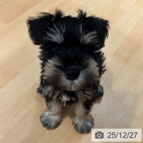 ミニチュア・シュナウザーの写真