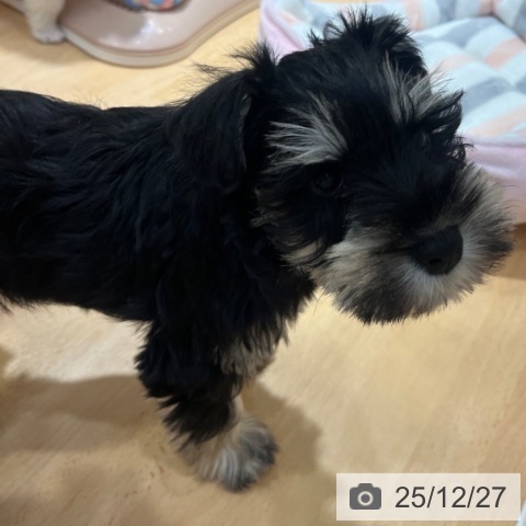 ミニチュア・シュナウザーの写真