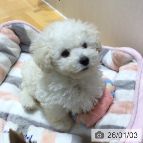 奈良県のトイプードル(トイ) (ペットプラス 大和郡山店/2025年10月22日生まれ/男の子/ホワイト)の子犬の3枚目の画像