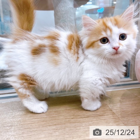 大阪府のミヌエット (ペットプラス イオン大日店/2025年10月8日生まれ/女の子/レッドタビーホワイト)の子猫の4枚目の画像