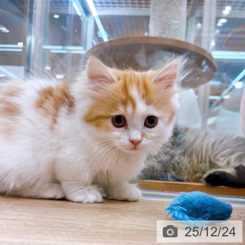 大阪府のミヌエット (ペットプラス イオン大日店/2025年10月8日生まれ/女の子/レッドタビーホワイト)の子猫の3枚目の画像