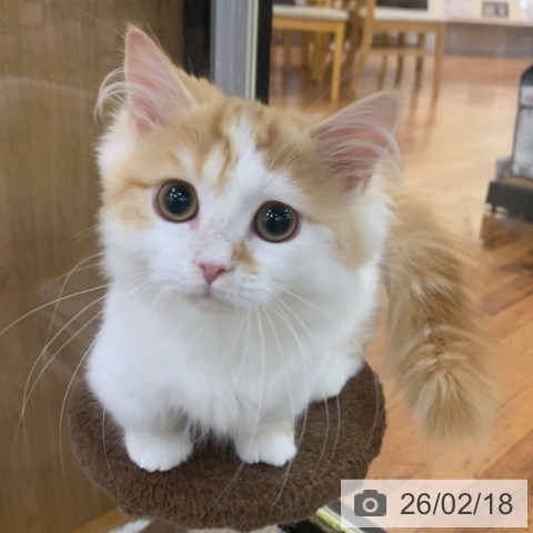 京都府のミヌエット (ペットプラス 久御山店/2025年10月8日生まれ/女の子/レッドタビーホワイト)の子猫の3枚目の画像