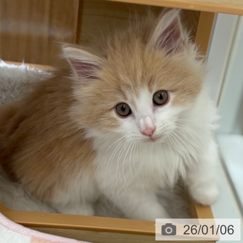 京都府のノルウェージャンフォレストキャット (ペットプラス 京都桂川店/2025年10月23日生まれ/男の子/クリームホワイト)の子猫の3枚目の画像