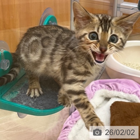 ベンガルの写真