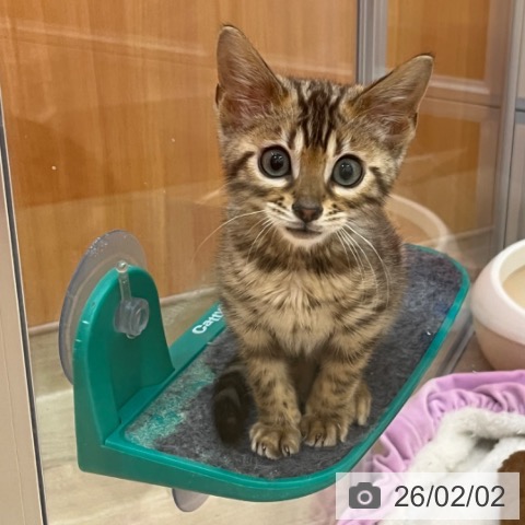 ベンガルの写真