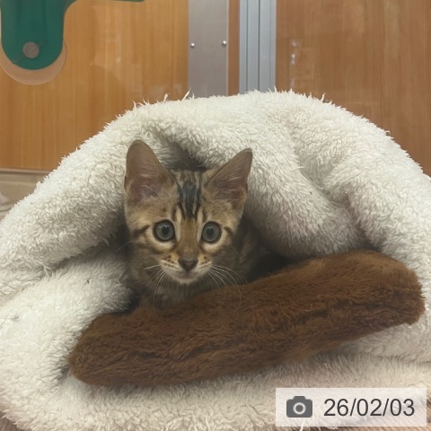 ベンガルの写真