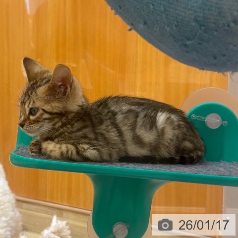 ベンガルの写真