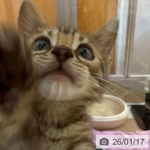 兵庫県のベンガル (ペットプラス 姫路大津店/2025年10月23日生まれ/男の子/ブラウンスポットタビー)の子猫の3枚目の画像