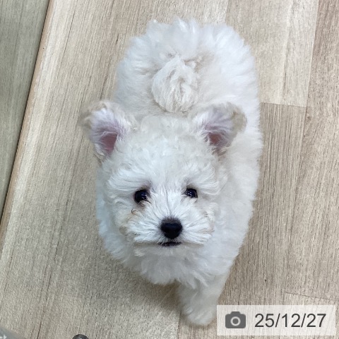 トイ・プードルの写真