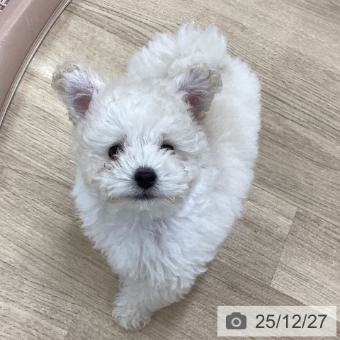 トイ・プードルの写真